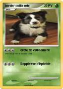 border collie