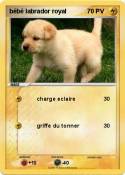 bébé labrador