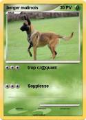 berger malinois