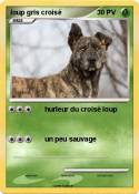 loup gris crois