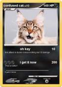 confused cat