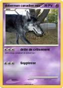 doberman canadi