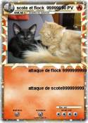 scote et flock