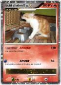 rouki chaton !!