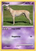 whippet