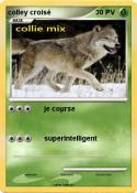 colley croisé
