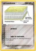 cell membrane