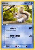 squirrel