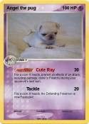 Angel the pug
