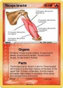 Triceps brachii