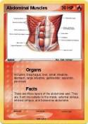 Abdominal Muscl