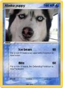 Alaska puppy