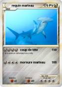 requin marteau