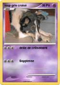 loup gris crois