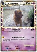 dark puppies