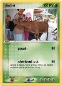 chaibai