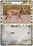 Coyote