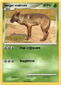 berger malinois
