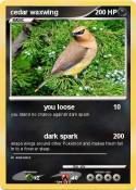 cedar waxwing