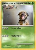 malinois mix