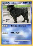 am'staffie-caniche