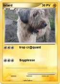 briard