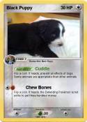 Black Puppy