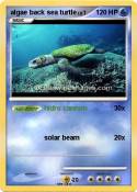 algae back sea