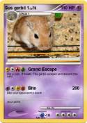 Sus gerbil 1