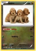 pupies