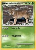 berger malinois