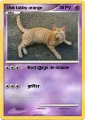 chat tabby