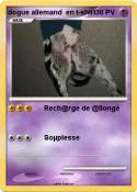 dogue allemand