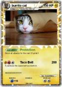 burrito cat