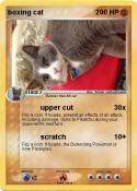 boxing cat