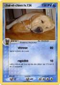 chat-et-chien