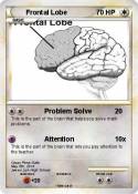 Frontal Lobe