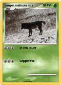 berger malinois
