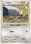 cochon