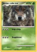border collie