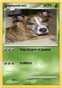greyhound mix