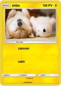 shiba