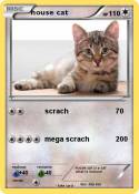 house cat