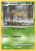 berger malinois