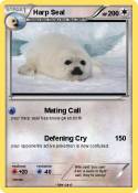 Harp Seal