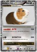 GUINEA PIG