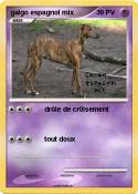 galgo espagnol