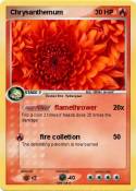 Chrysanthemum