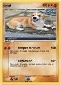 corgi