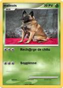 malinois